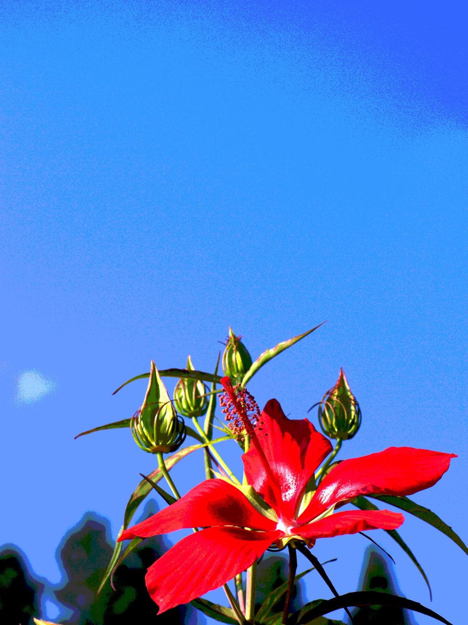 山田藍さんの作品題は青と紅蜀葵