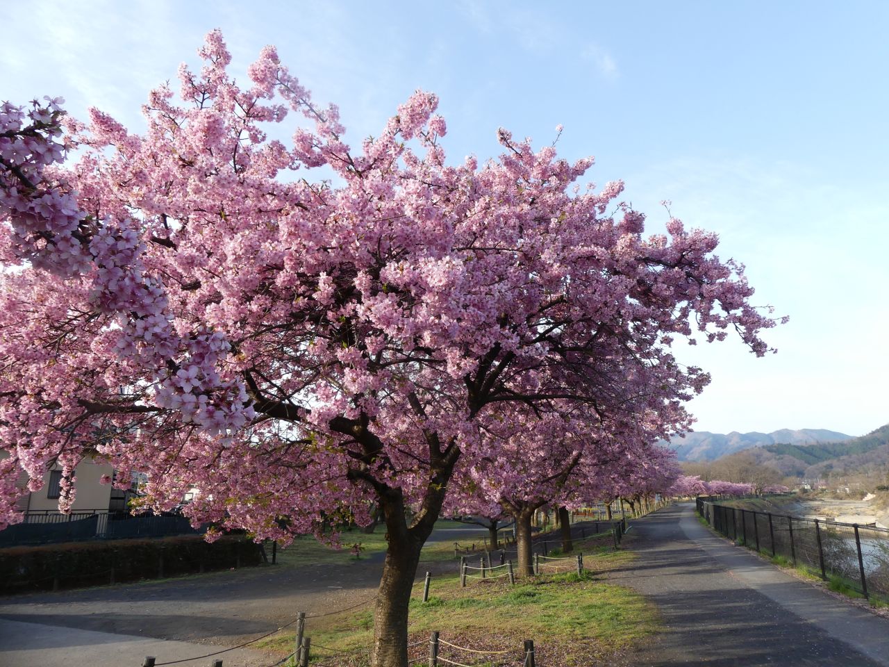 七星天道さん、題は散歩道の春を飾って桜色
