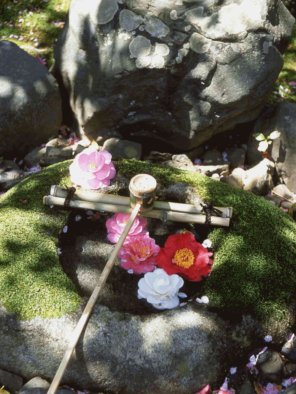 椿の寺