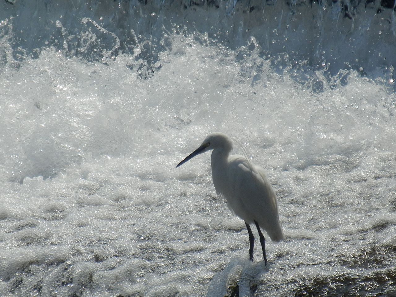 �^�̏�����̍�i�A��͔���