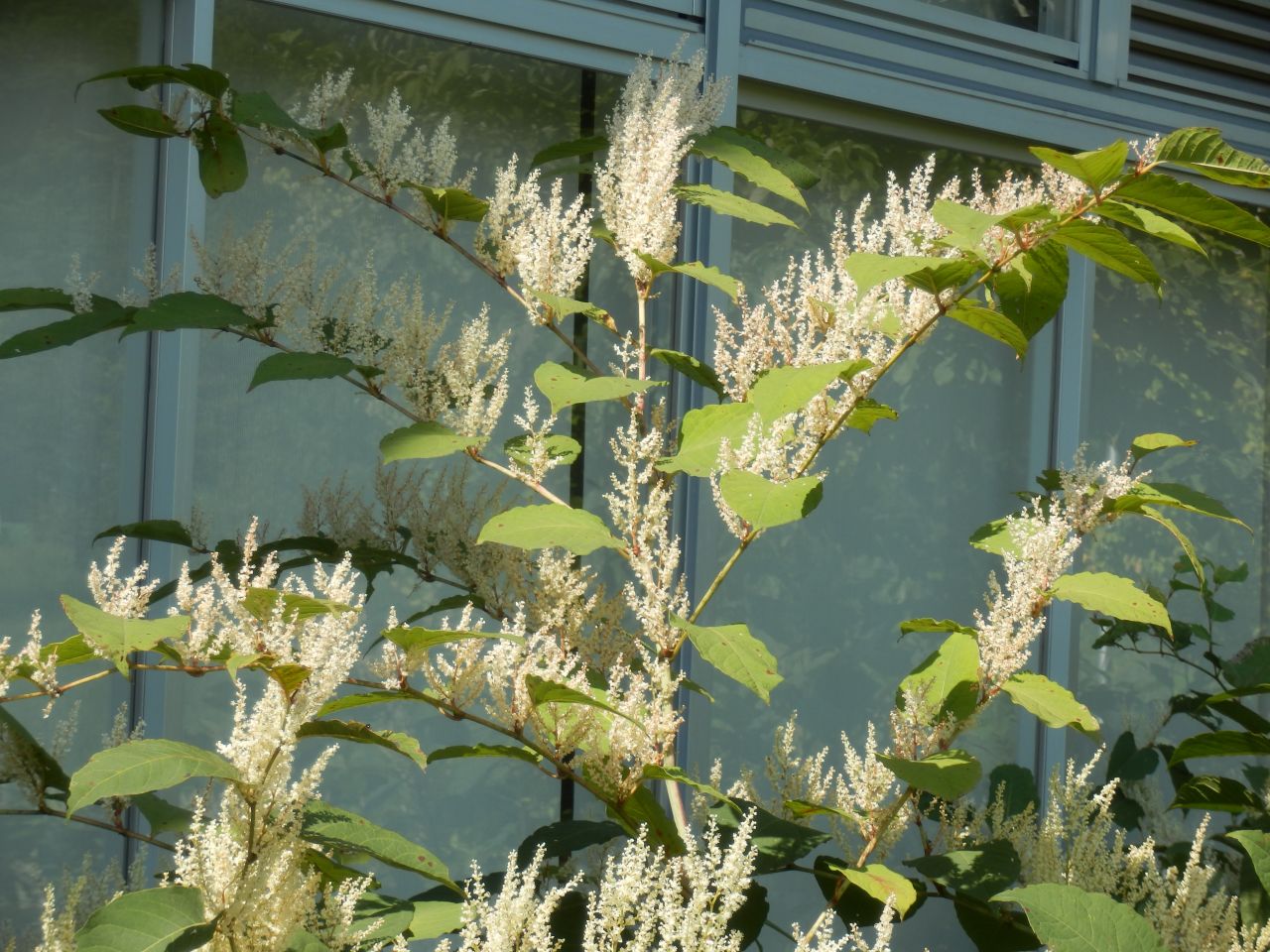 �����V������̍�i�A��͂����ǂ�́E��