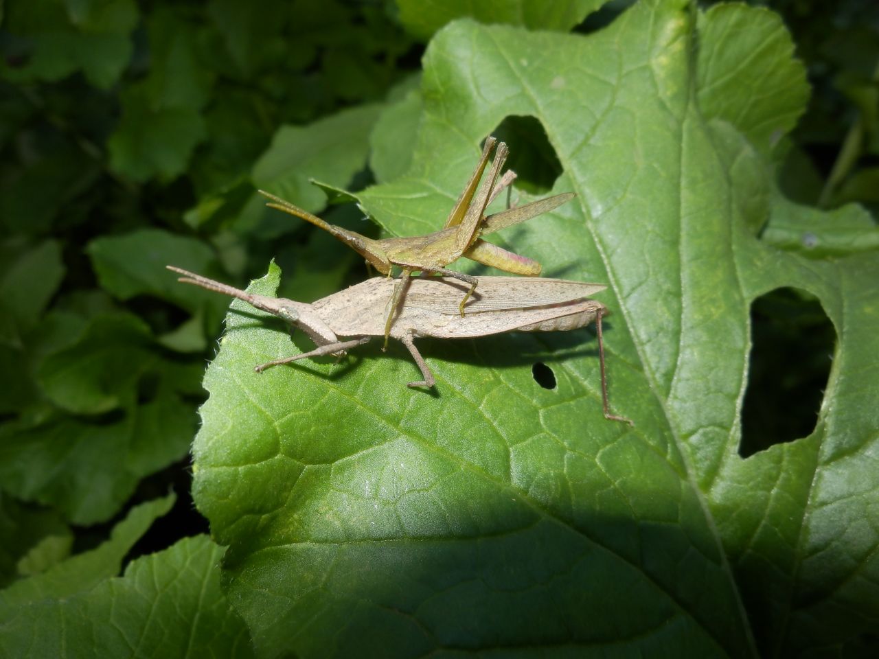 �����V������̍�i�A��͓~�̎U����