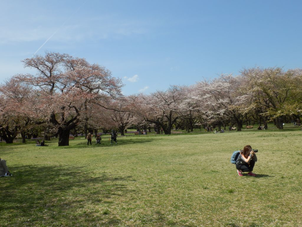 七星天道さん、題は桜色の森