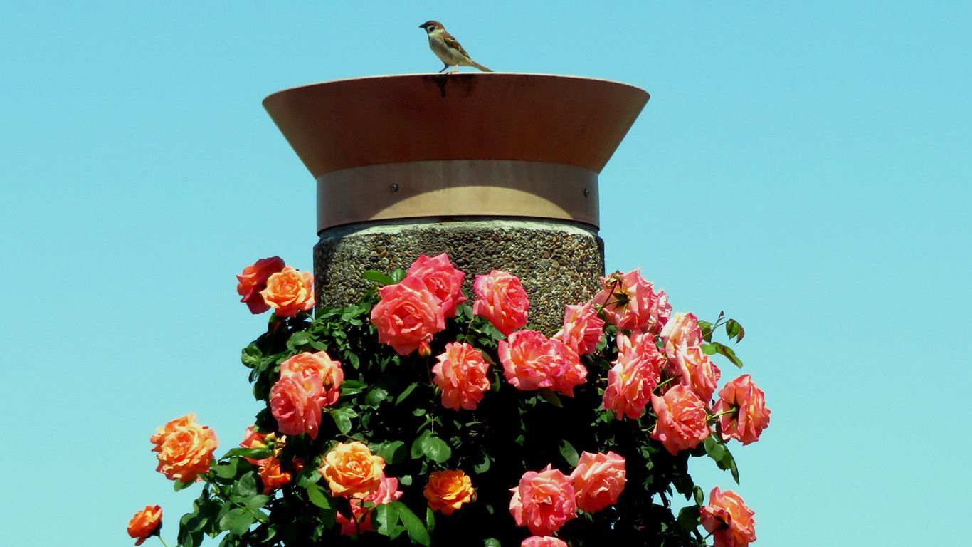 8823海底人さんの作品、題はステージの主役は雀 no.397