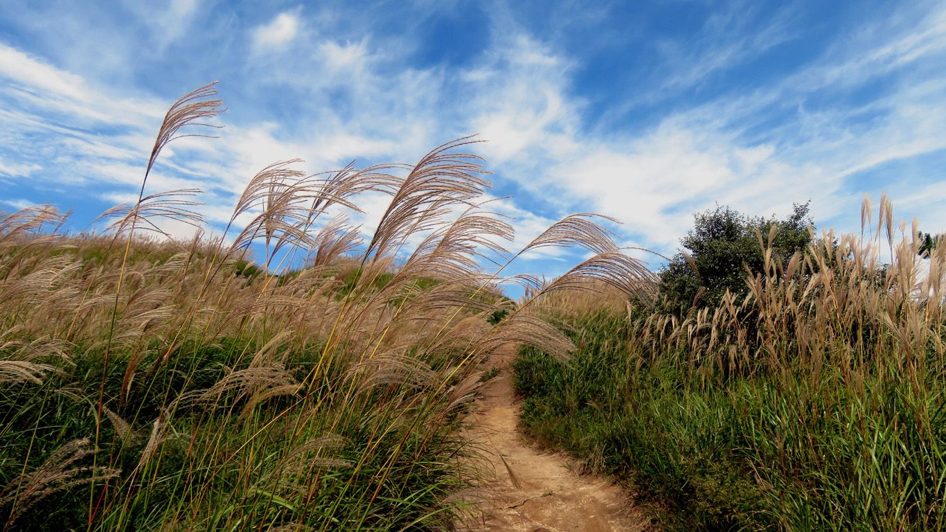 �W�W�Q�R�C��l����̍�i�A��̓X�X�L���������H�̋� 0711-3 