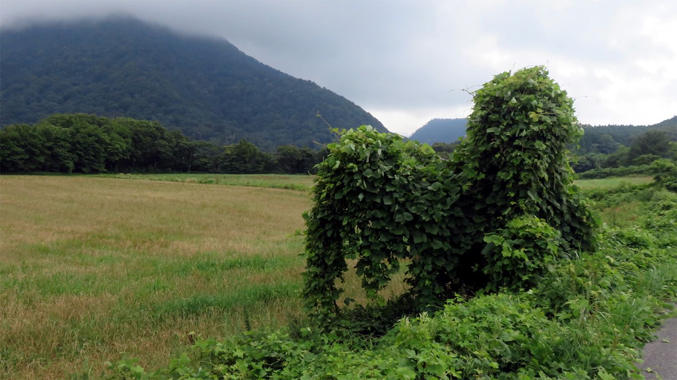 �W�W�Q�R�C��l����̍�i�A��͗t���ς̃I�u�W�F no.412 