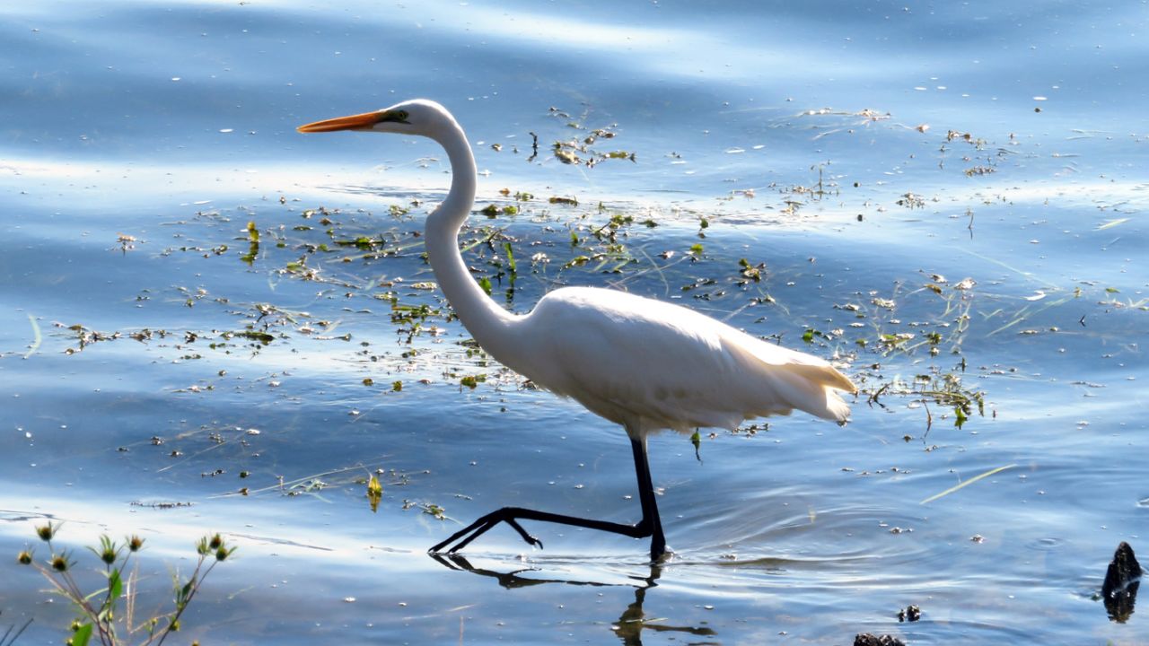 �W�W�Q�R�C��l����̍�i�A��͌Ζʂ̖��@ no.416 