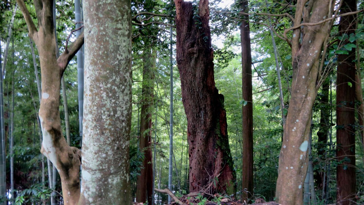 �W�W�Q�R�C��l����̍�i�A��͎���̃o���G�e�B no.421 